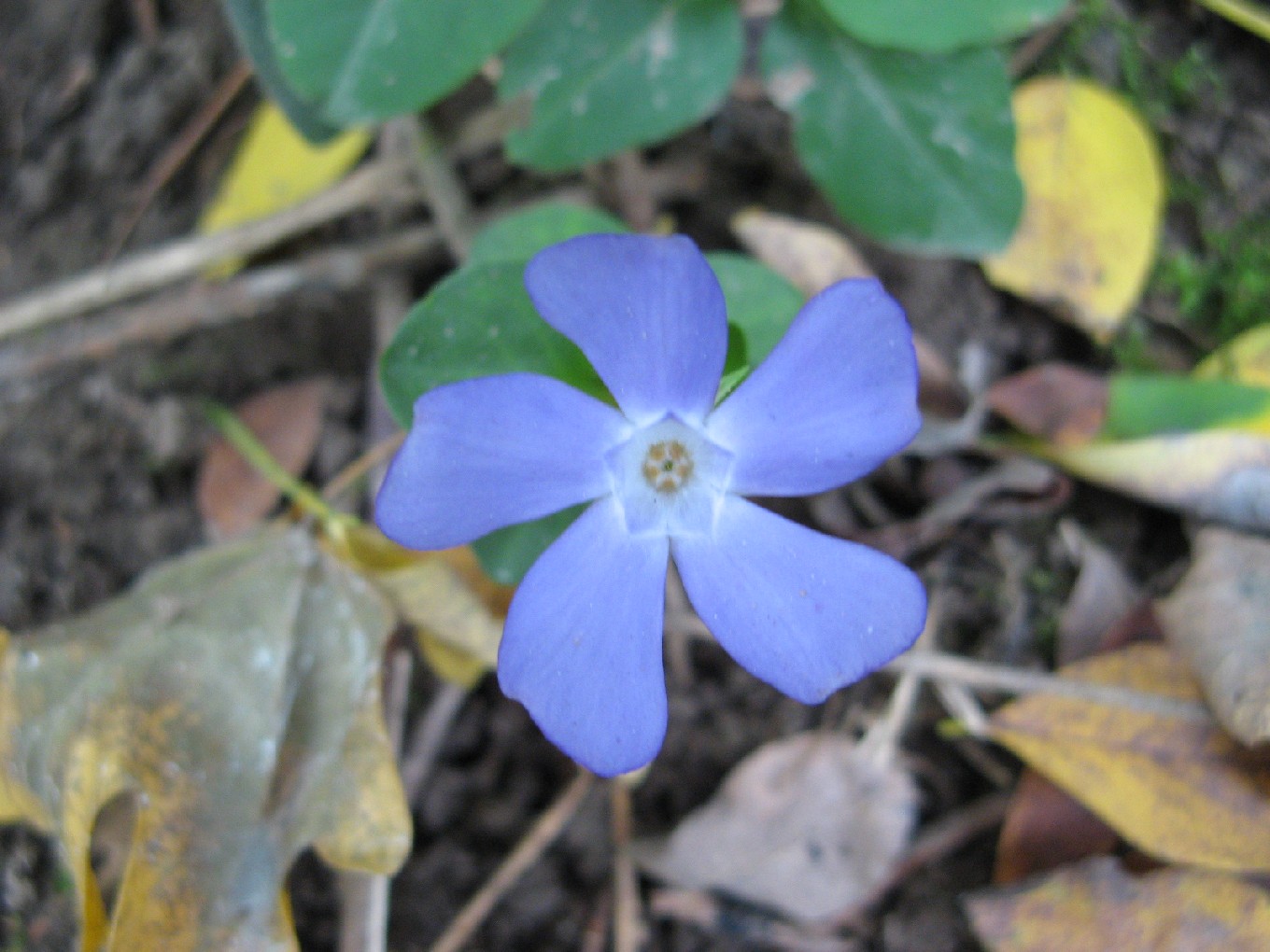 Vinca minor e altre pervinche